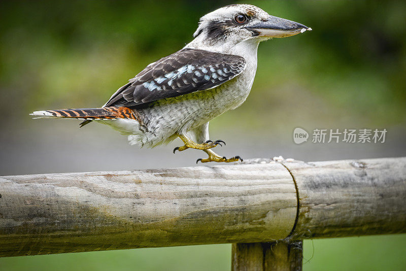 笑翠鸟 (Dacelo novaeguineae)